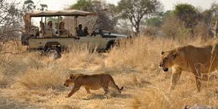 5-DAY FLY-IN SAFARI EXPERIENCE – RUAHA AND MIKUMI NATIONAL PARKS